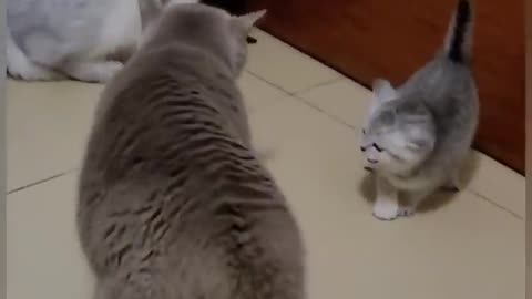 Funny mom cats fights