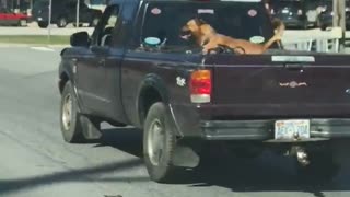 Extremely happy dog goes for ride in pickup