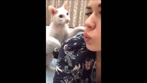 Cat funny video this is crazy cat