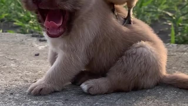 The little chicken treats the puppy as a mother, inseparable from each other