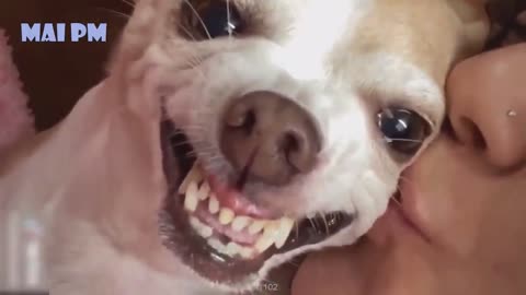 Funny Dog Videos 2020🤣 🐶 It's time to LAUGH dog very nice