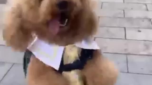 Dog funny cilp video dog and voice