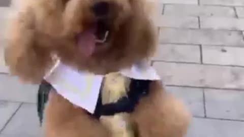 Dog funny cilp video dog and voice