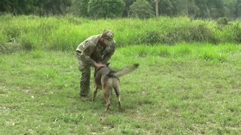 Watch U.S and Philippines military dogs take parts in epic training exercise!