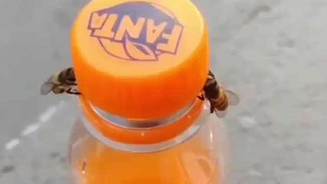 Two bees taking a cap off a bottle