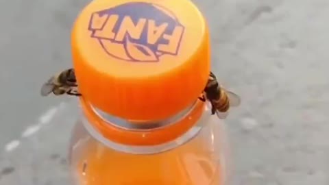 Two bees taking a cap off a bottle