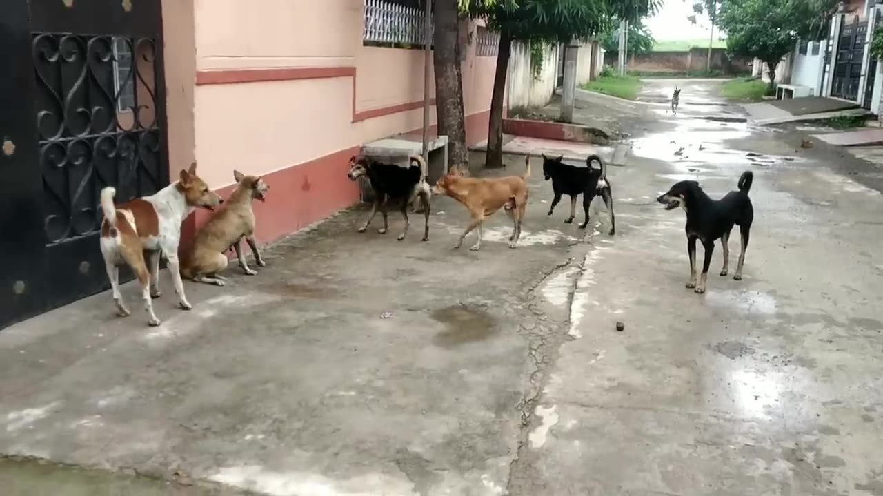 STREET DOG FIGHT __ DOG FIGHT VIDEO --DOGS BARKING_ STUDY THE NATURE OF DOGS IN RAINY SEASON