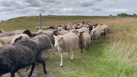 A Flock Of Sheep On The Move