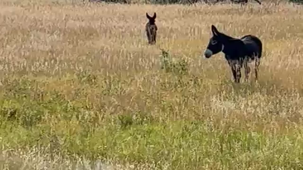 Begging Burros Female and foal