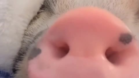 Pig series