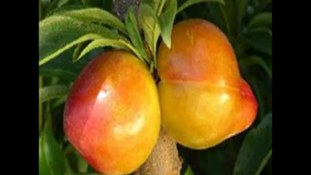 Edward J Wickson The King Maker of Fruit Breeders