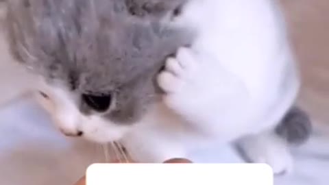 Cats are so funny :33