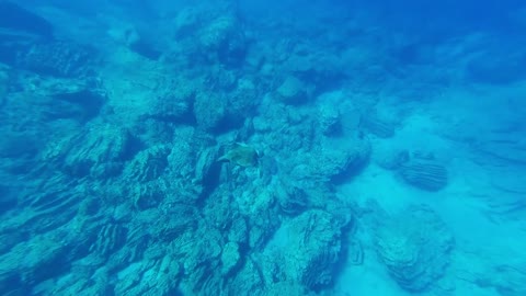 Turtle with huge ocean