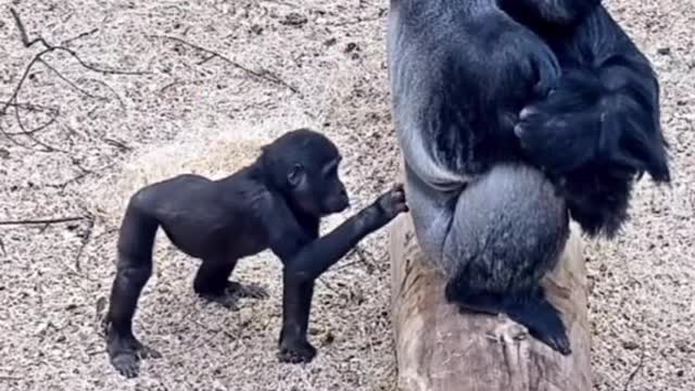 Animal Funny Videos - Try not to laugh