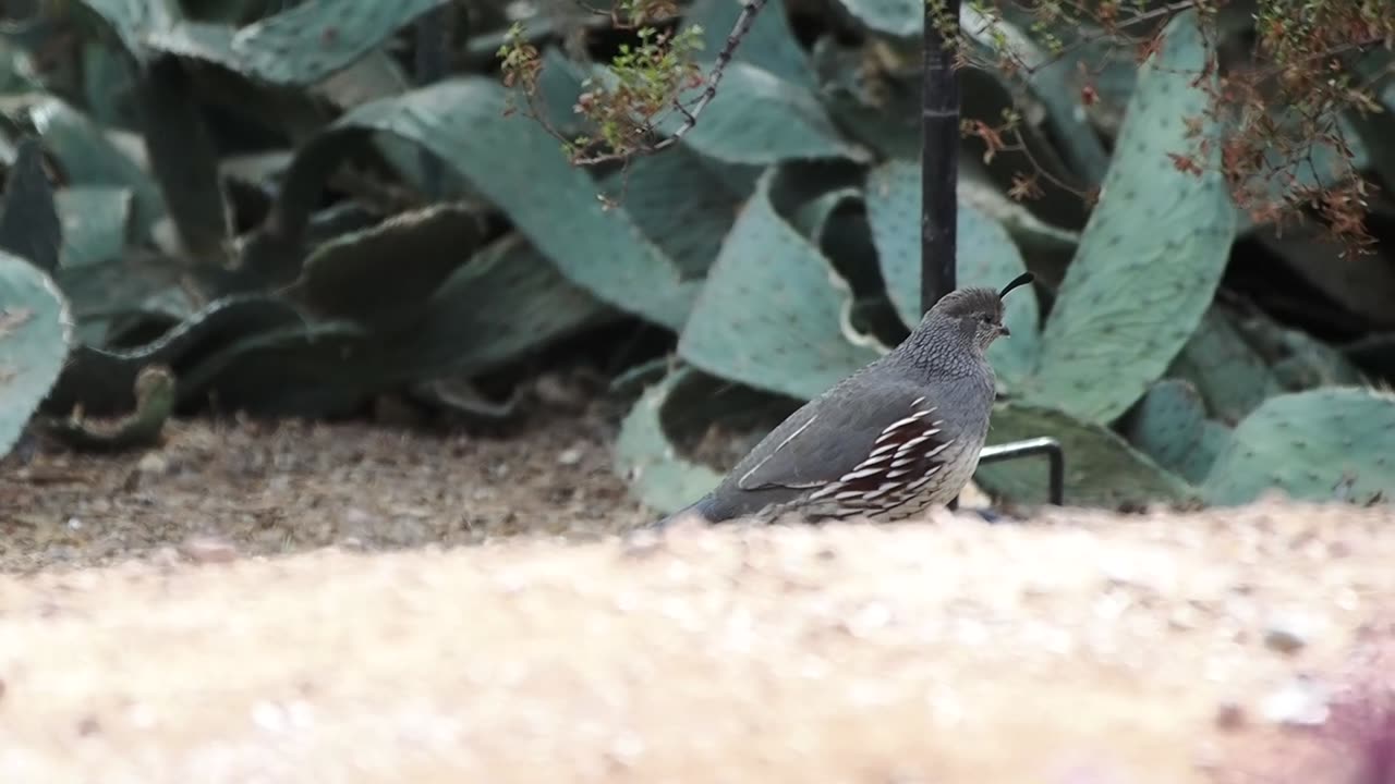 Quail in the Cactus Garden