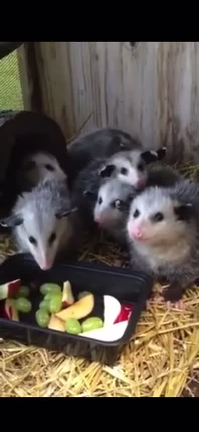 Opossum party