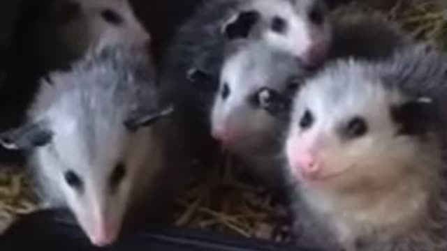 Opossum party