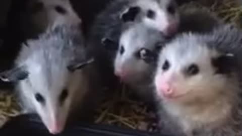 Opossum party