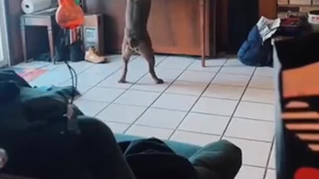 Doggo likes to play the piano and sing
