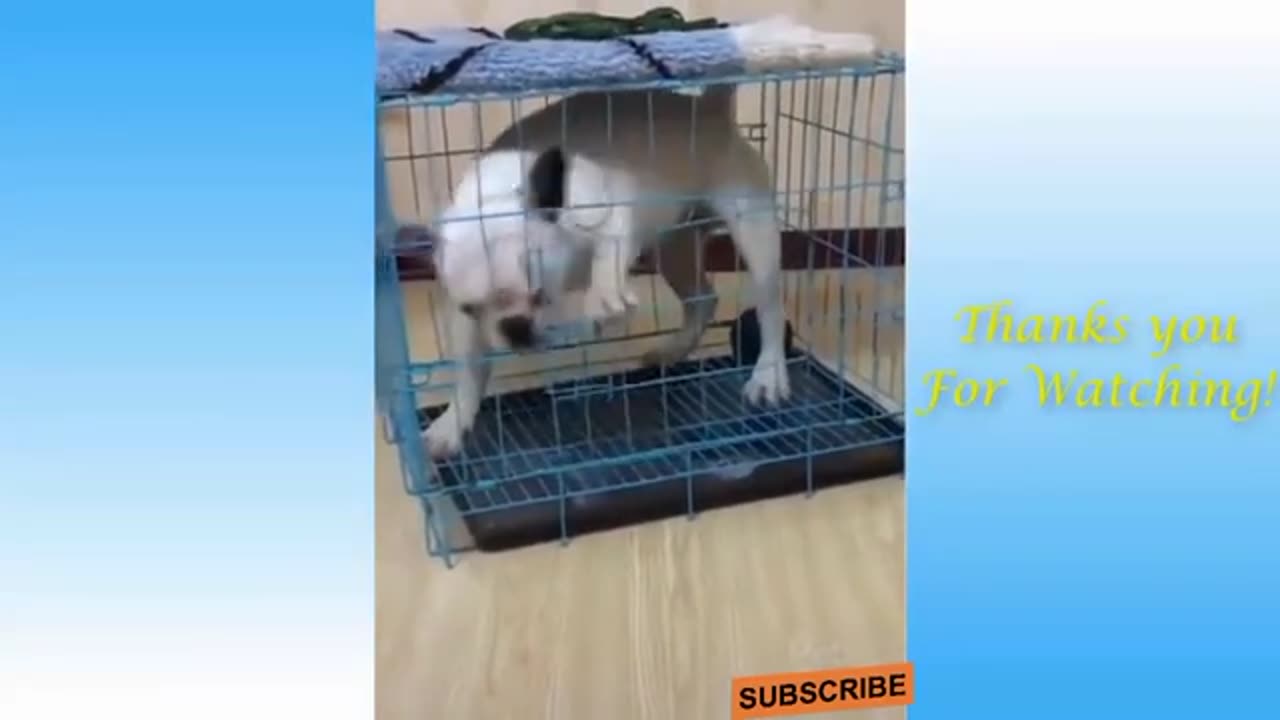 Funny animal videos|Cute animal videos |Funny dog&cat videos|Hilarious pet videos|funny video