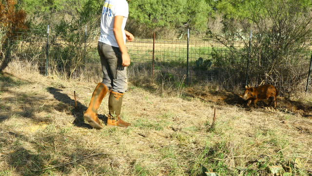 Feral hog tries to attack man