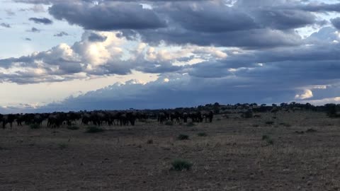 Wildebeest on the Serengeti