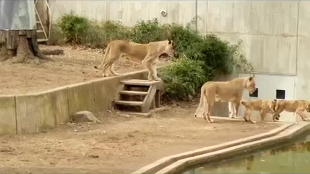 Mom knocks lion cub into the