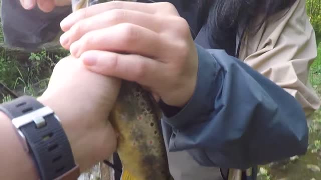 Beautiful Brown Trout - Fly Fishing On Beaver Creek