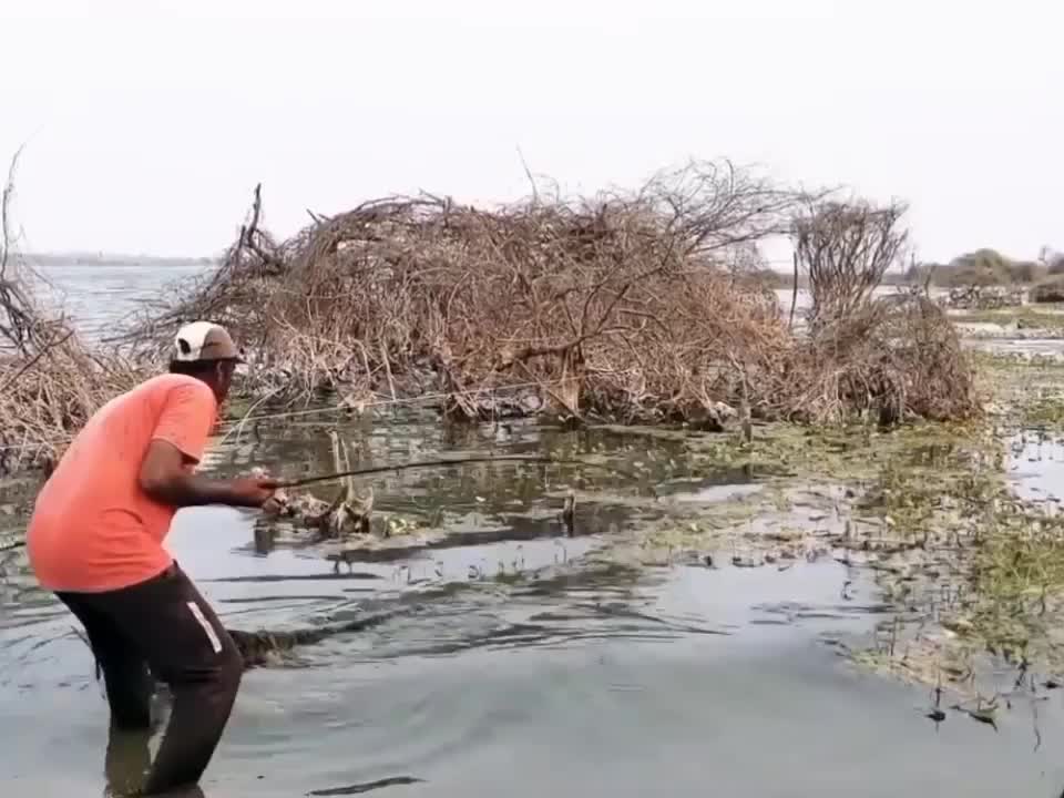 super fishing video catching giant fish #fish #fishing