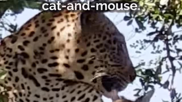 Leopard “Adopts” Baby Antelope