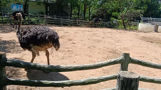 Ostrich eggs are very large