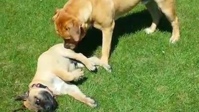 Dog playing with daughter for the first time since she was diagnosed