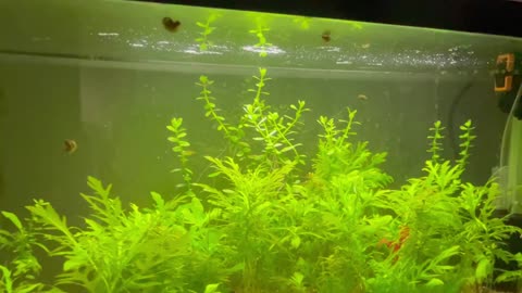Father Fish Style Aquarium 6 Month Update