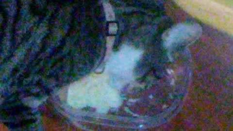 My TALKING cat "EMME" eating mash potatos