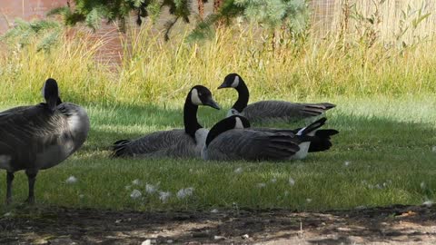 ducks in their happiness!!