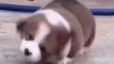 Who would have thought it was a Corgi! I shake it,