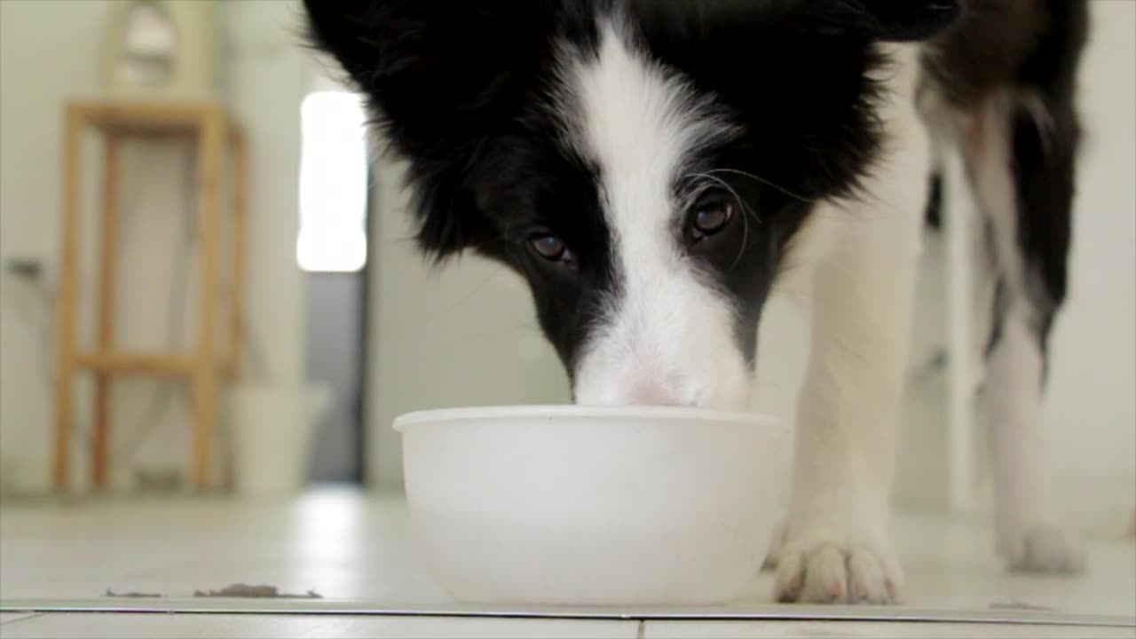 Dog Drinking Pet Food☺️❤️