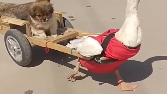 Baby Dogs 🔴 Cute and Funny Dog Videos Compilation