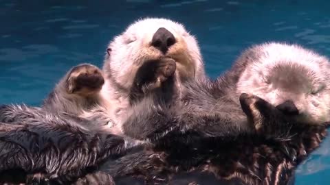 Otters can float on water