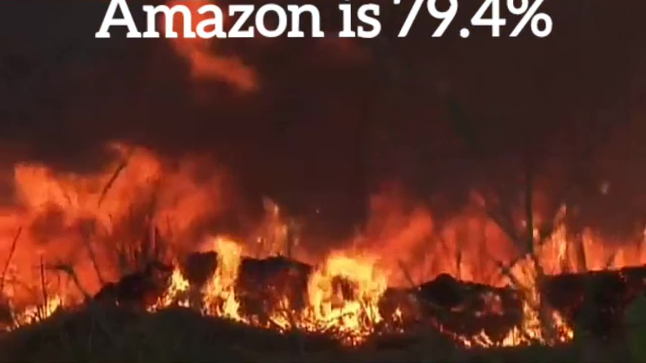 The @LulaOficial and the @MarinaSilva have already killed many animals in the Amazon, they have not done their job,on the contrary,they are destroying like never before,in 11 months they have destroyed 79.4% of the Amazon.