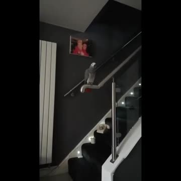 Listen to Kelo the singing Parrot perform ‘Mo Salah, the Egyptian King’!…