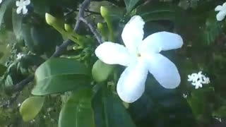 Look that beautiful jasmine white flower, the tree have lot of flowers! [Nature & Animals]