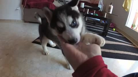 cachorro siberiano
