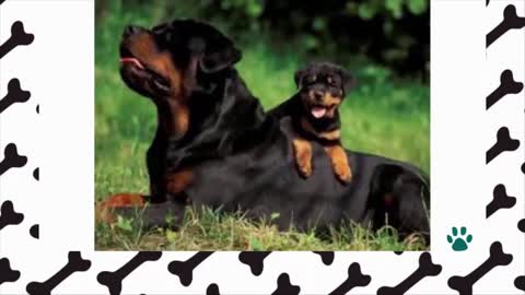 Look how to teach your dog to do tricks - 10 CURIOSITIES about the ROTTWEILER breed - THE DEMON DOG