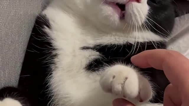 A cute cat