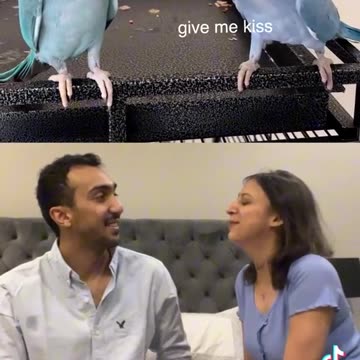 So romantic parrot is 😘