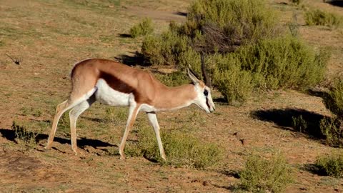 An Antelope Feeding On Grass