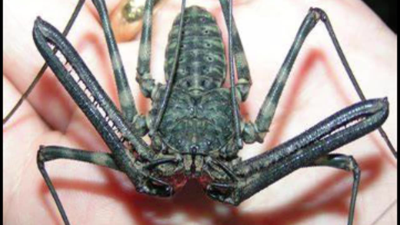 Tailless whipscorpions or whipspiders