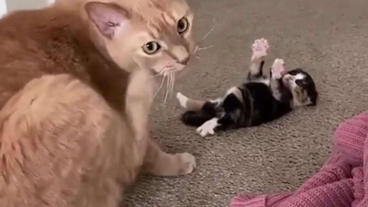 funny cats