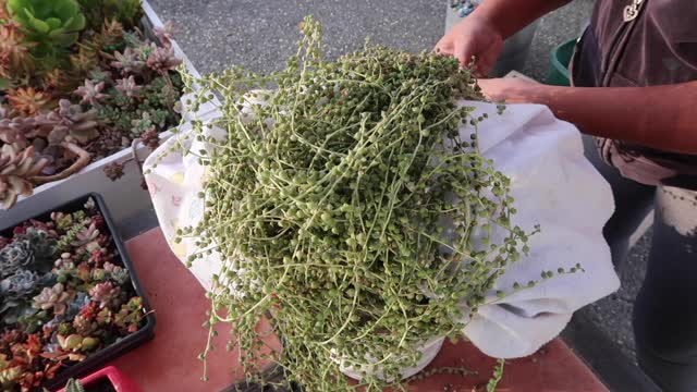 Repotting a 6 Year Old String of Pearls and Propagating her Haircut